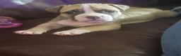 American Bully dogs for sale: American Bully Female - Ad 9