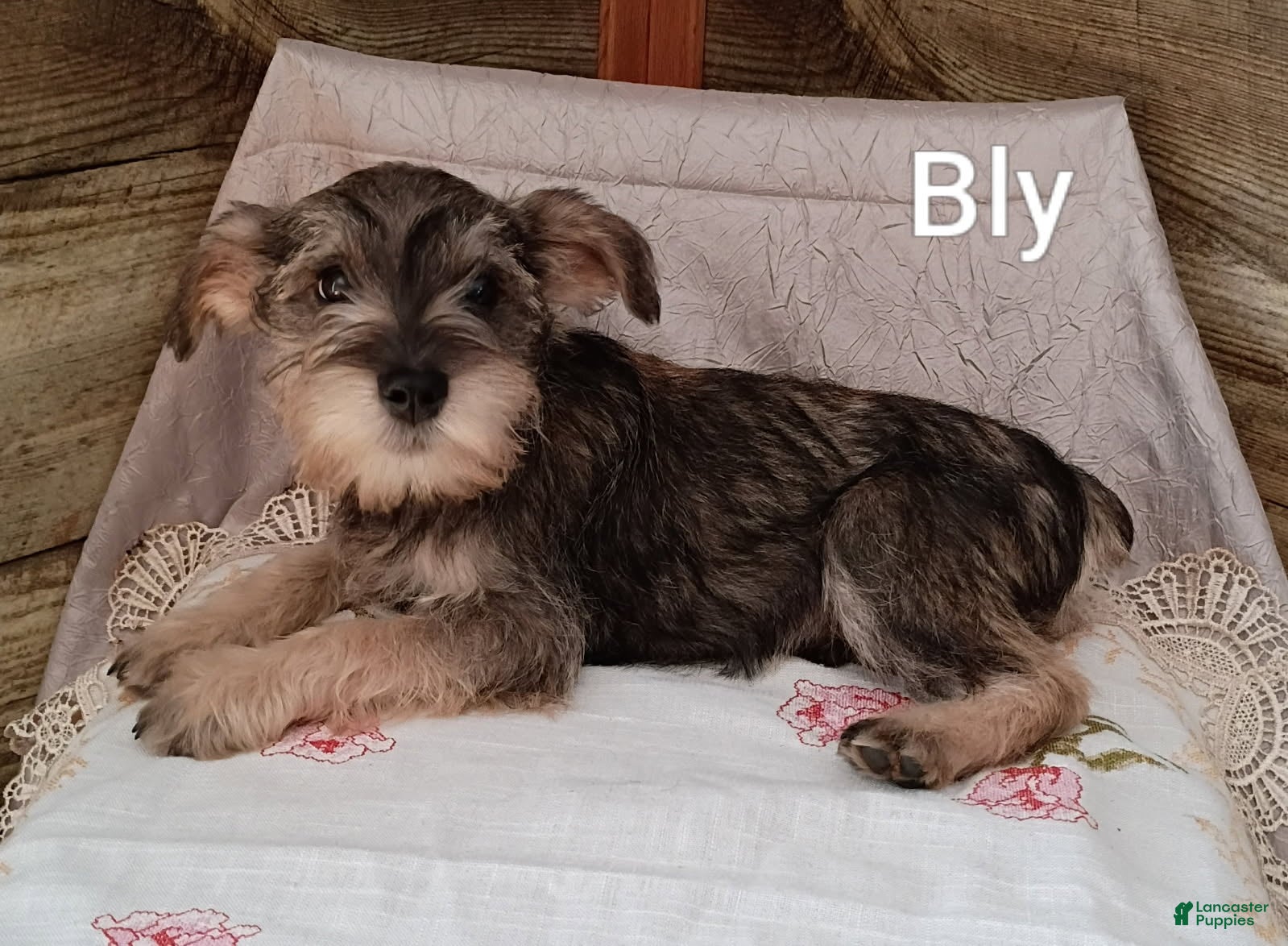 Miniature Schnauzer dogs for sale: Bly - Ad 1