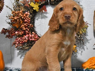Cocker Spaniel dogs - Ad 12