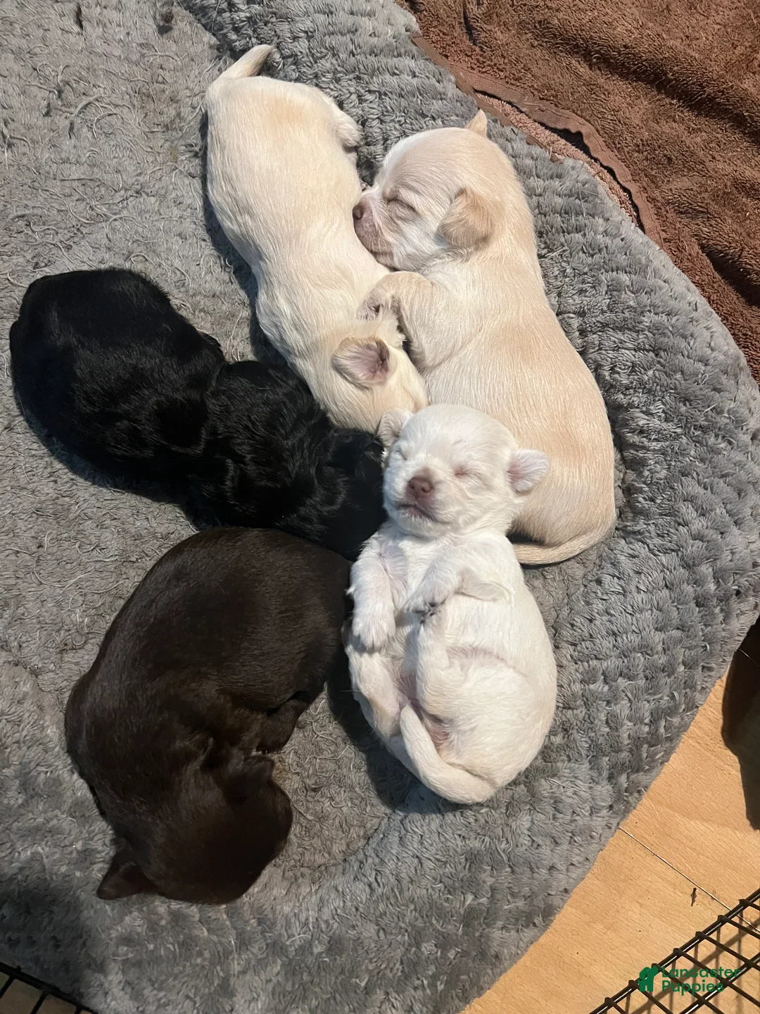 Chihuahua dogs for sale: Chihuahua Puppy 3 - Ad 2
