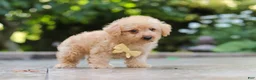 Schnoodle dogs for sale: Scout - Ad 4