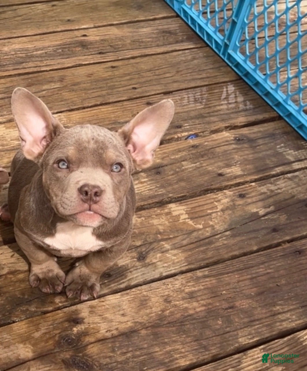 American Bully dogs Gotti - Ad 1