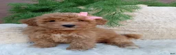Bichpoo dogs for sale: Willow  - Ad 4
