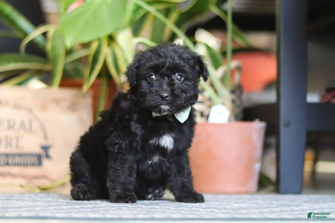 Mixed Breed dogs for sale: Shadow - Ad 3