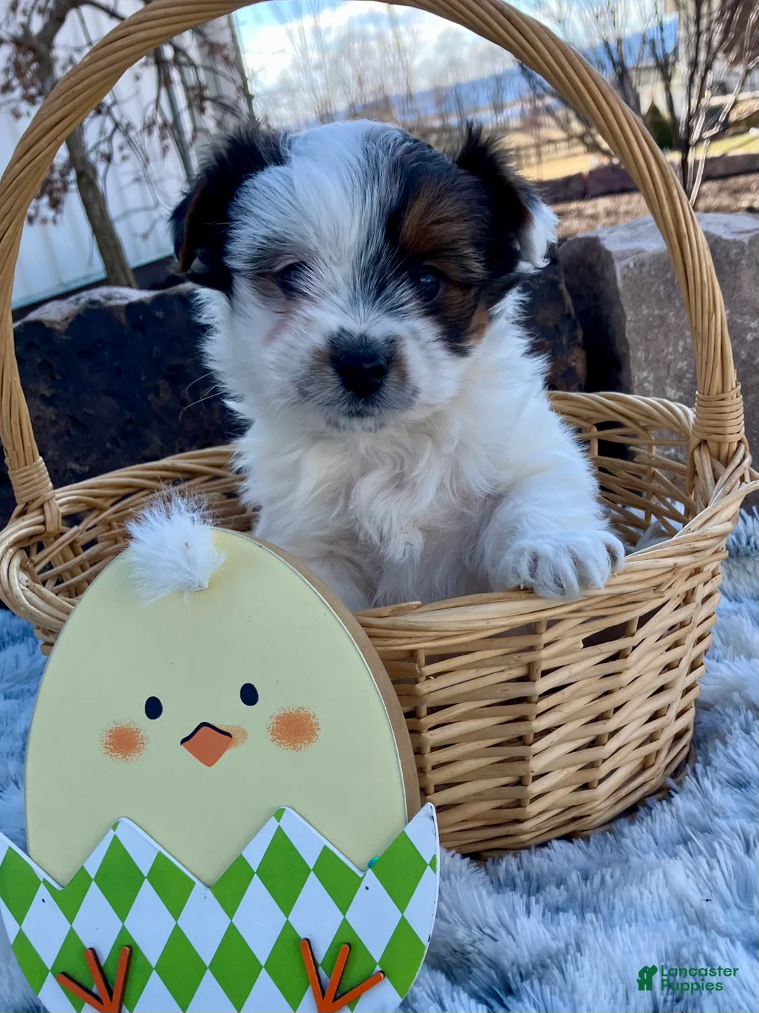 Yorkshire Terrier dogs for sale: Kirby  - Ad 3