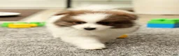 Pomeranian dogs for sale: Max - Ad 6