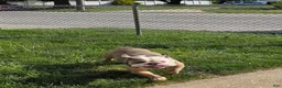 English Bulldog dogs for sale: Delta 8 - Ad 3