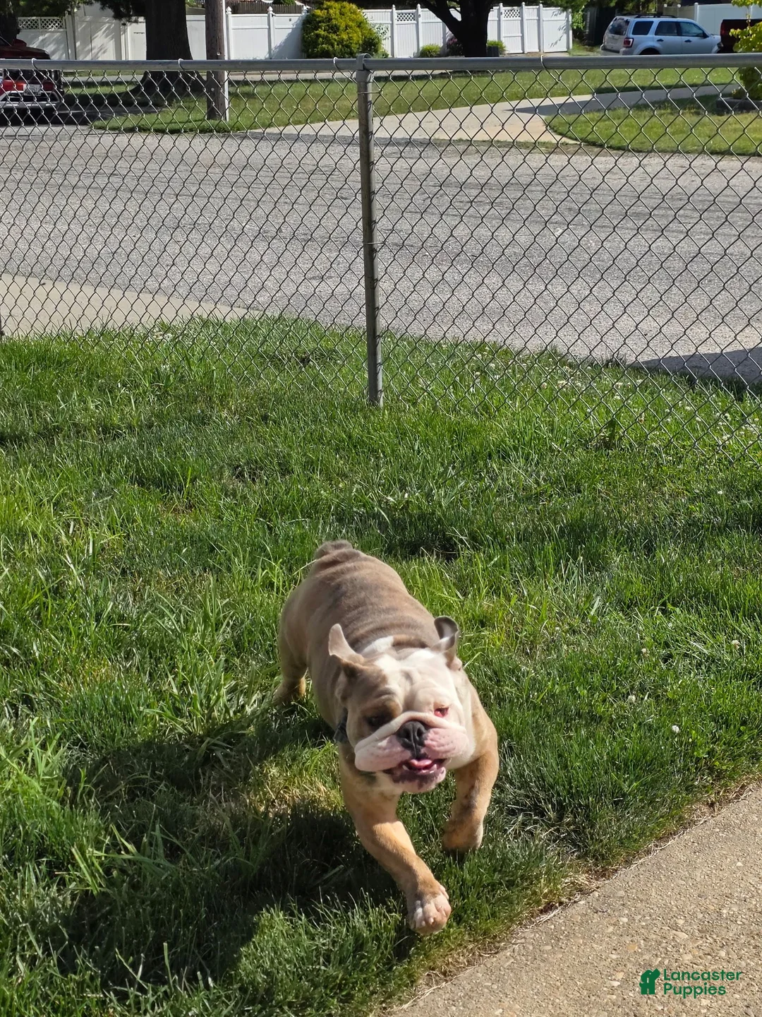 English Bulldog dogs for sale: Delta 8 - Ad 3