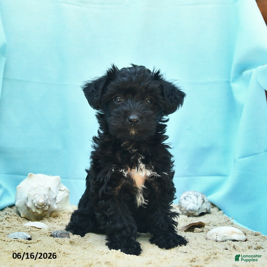 Yorkiepoo dogs Confetti - Ad 1