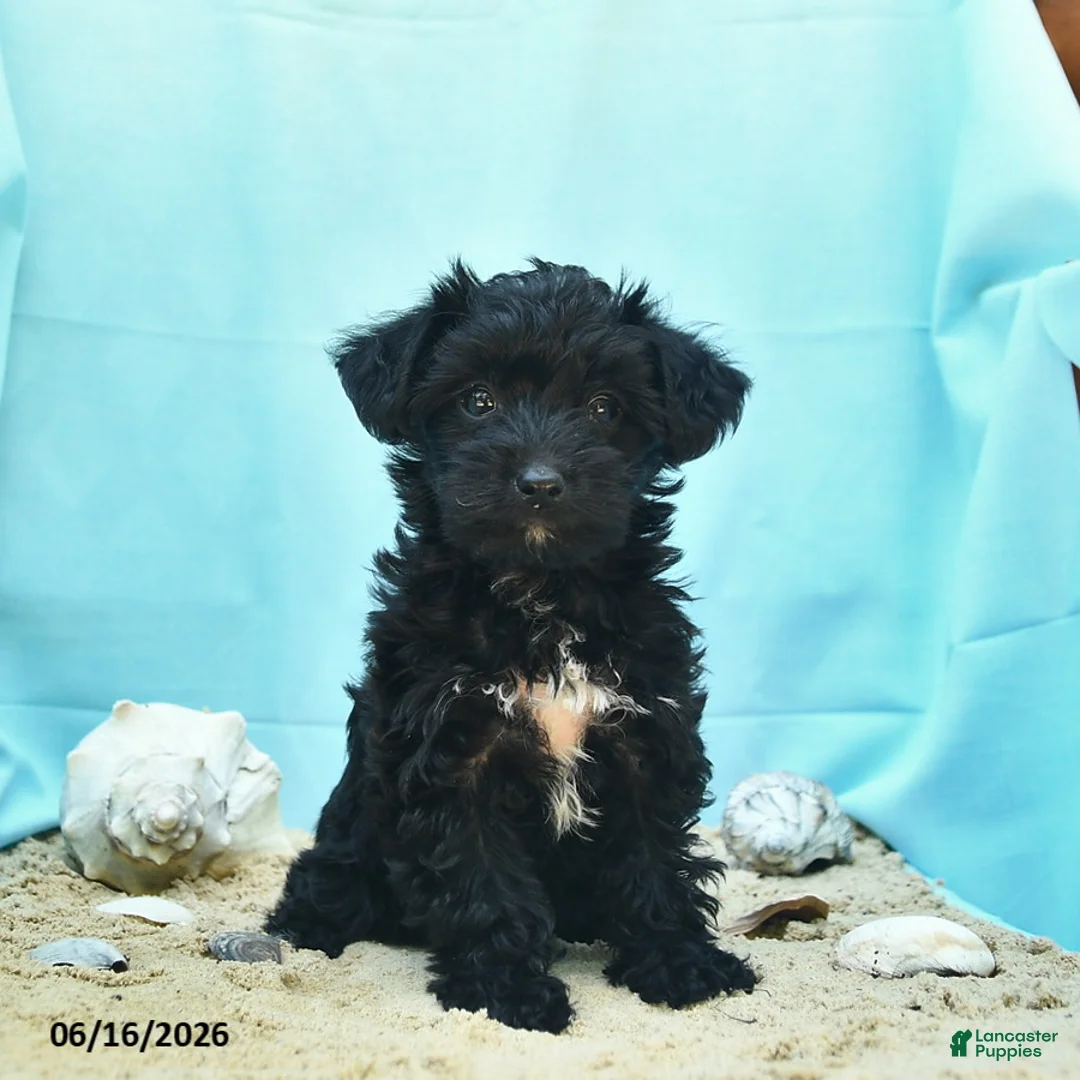 Yorkiepoo dogs for sale: Confetti - Ad 1