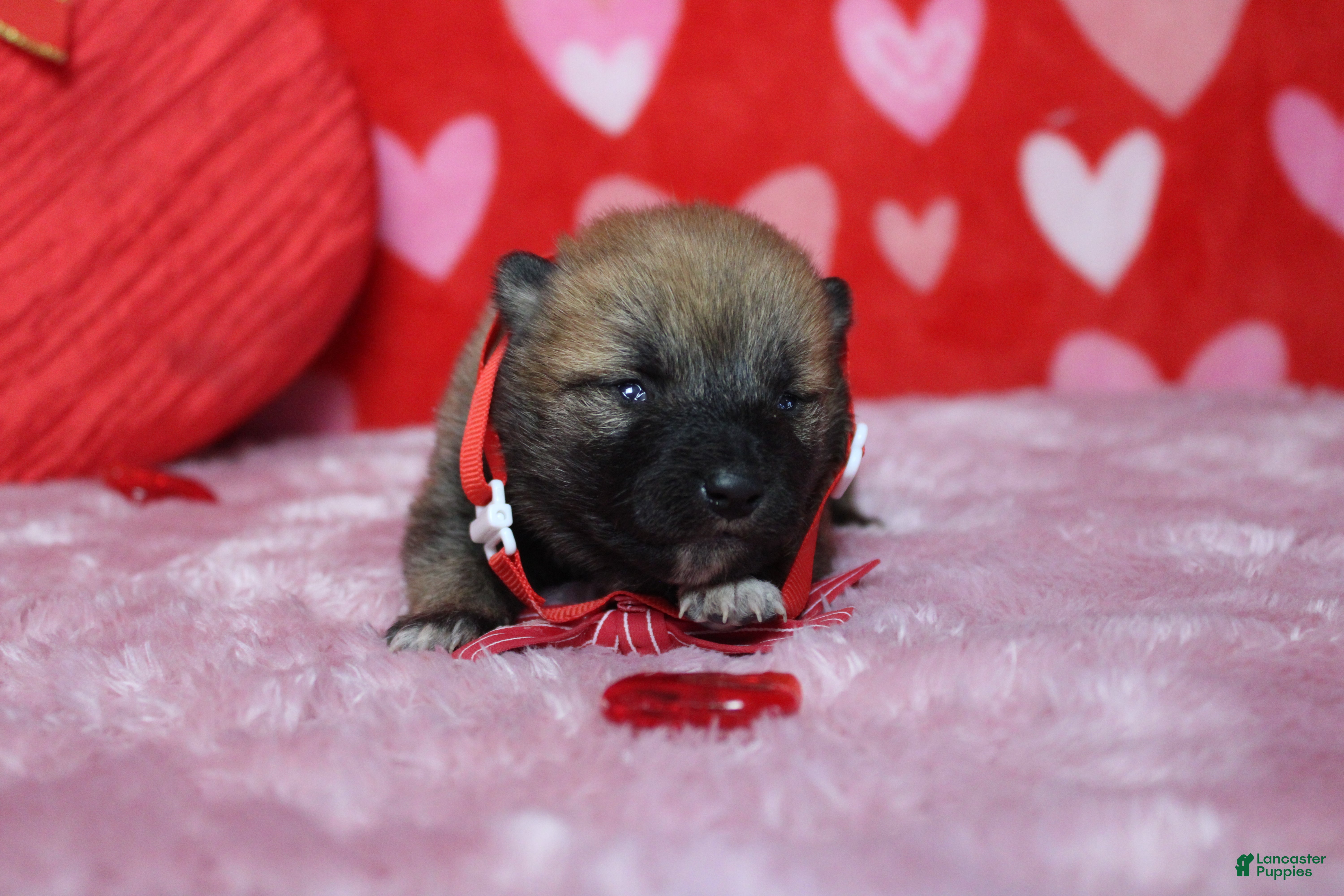 Shiba Inu dogs Blizzard  - Ad 4