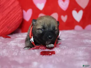 Shiba Inu dogs Blizzard - Ad 4