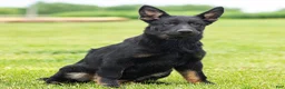German Shepherd dogs for sale: Sadie German Shepherd Puppy  - Ad 2