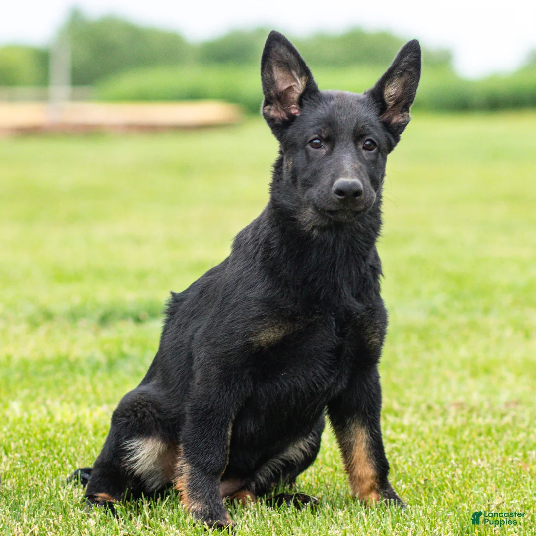 German Shepherd dogs for sale: Sadie German Shepherd Puppy  - Ad 2