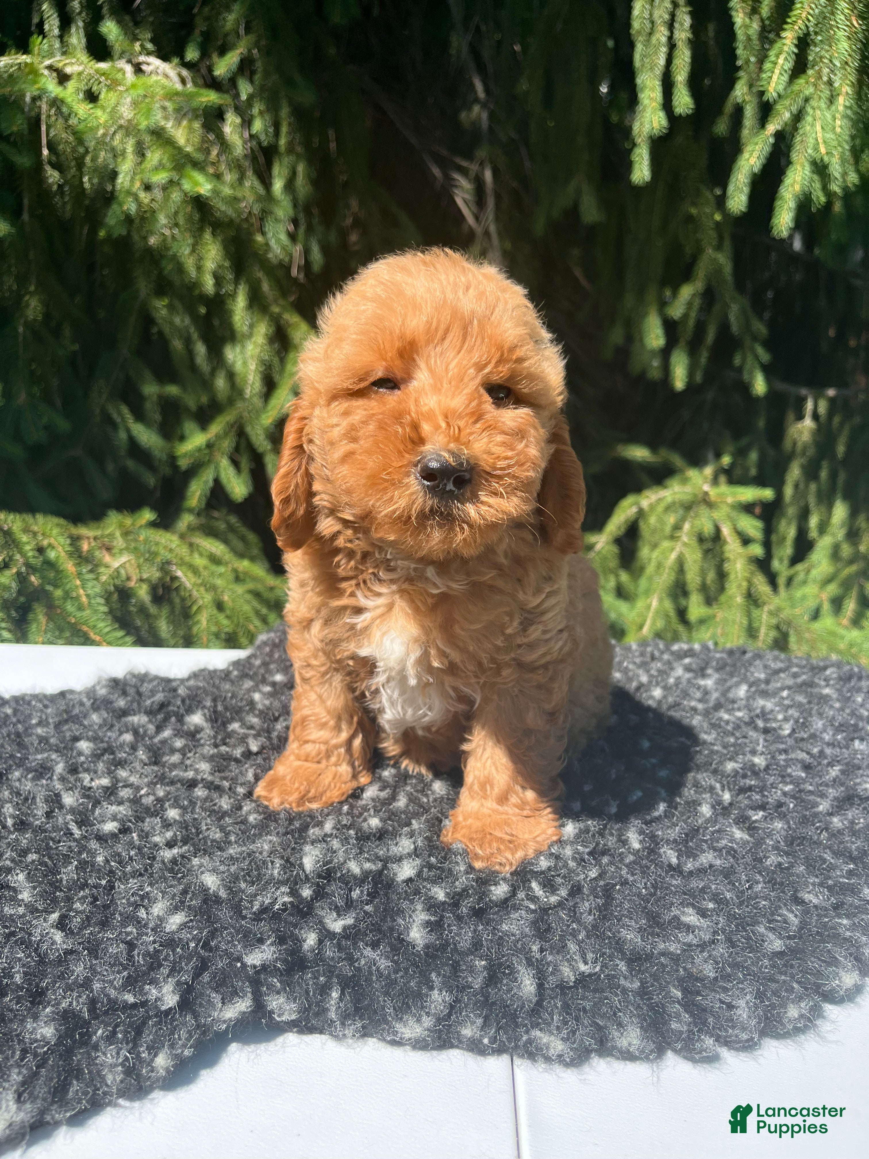 Mini Goldendoodle dogs Cooper - Ad 2