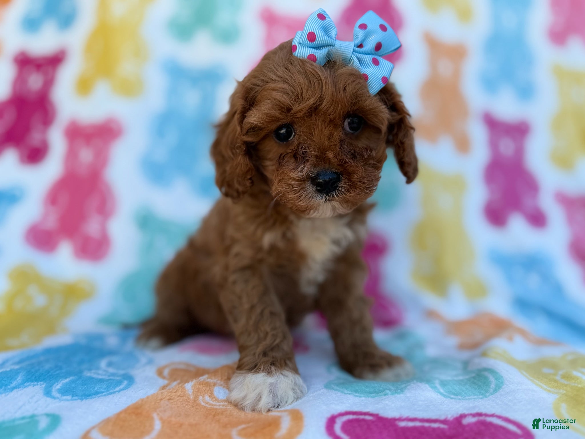 Cavapoo dogs Nova - Ad 4