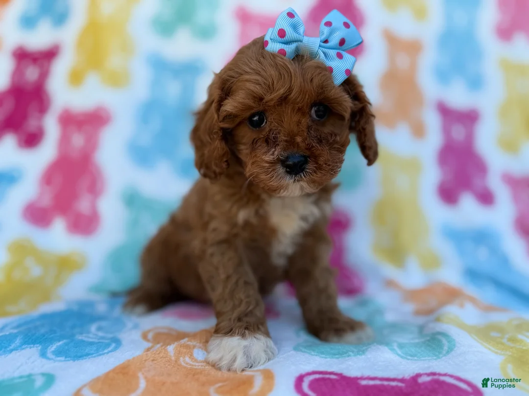 Cavapoo dogs for sale: Nova - Ad 1
