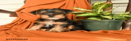 Yorkshire Terrier dogs for sale: Milo - Ad 3