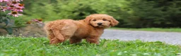 Goldendoodle dogs for sale: Theo - Ad 11