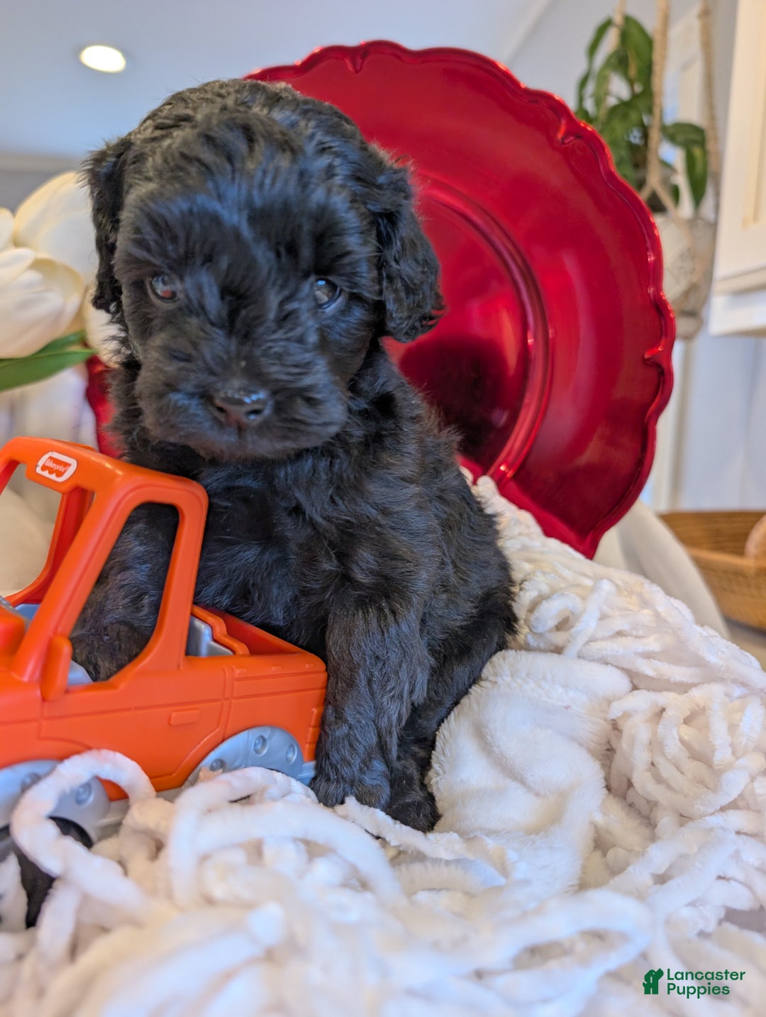 Cavapoo dogs for sale: Teddy Bo - Ad 1