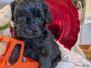 Cavapoo dogs Teddy Bo - Ad 17