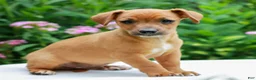 Mixed Breed dogs for sale: Andy  - Ad 3