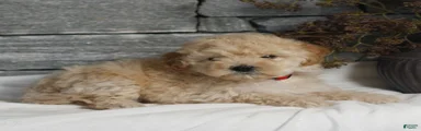 Milo 