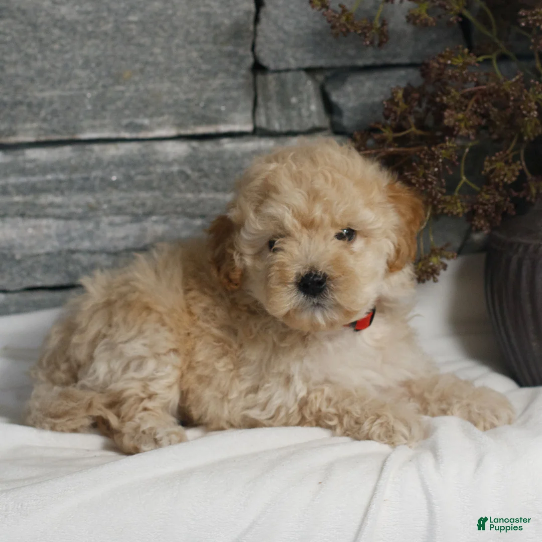 Miniature Poodle dogs for sale: Milo  - Ad 1