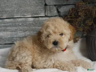 Miniature Poodle dogs for sale: Milo - Ad 4