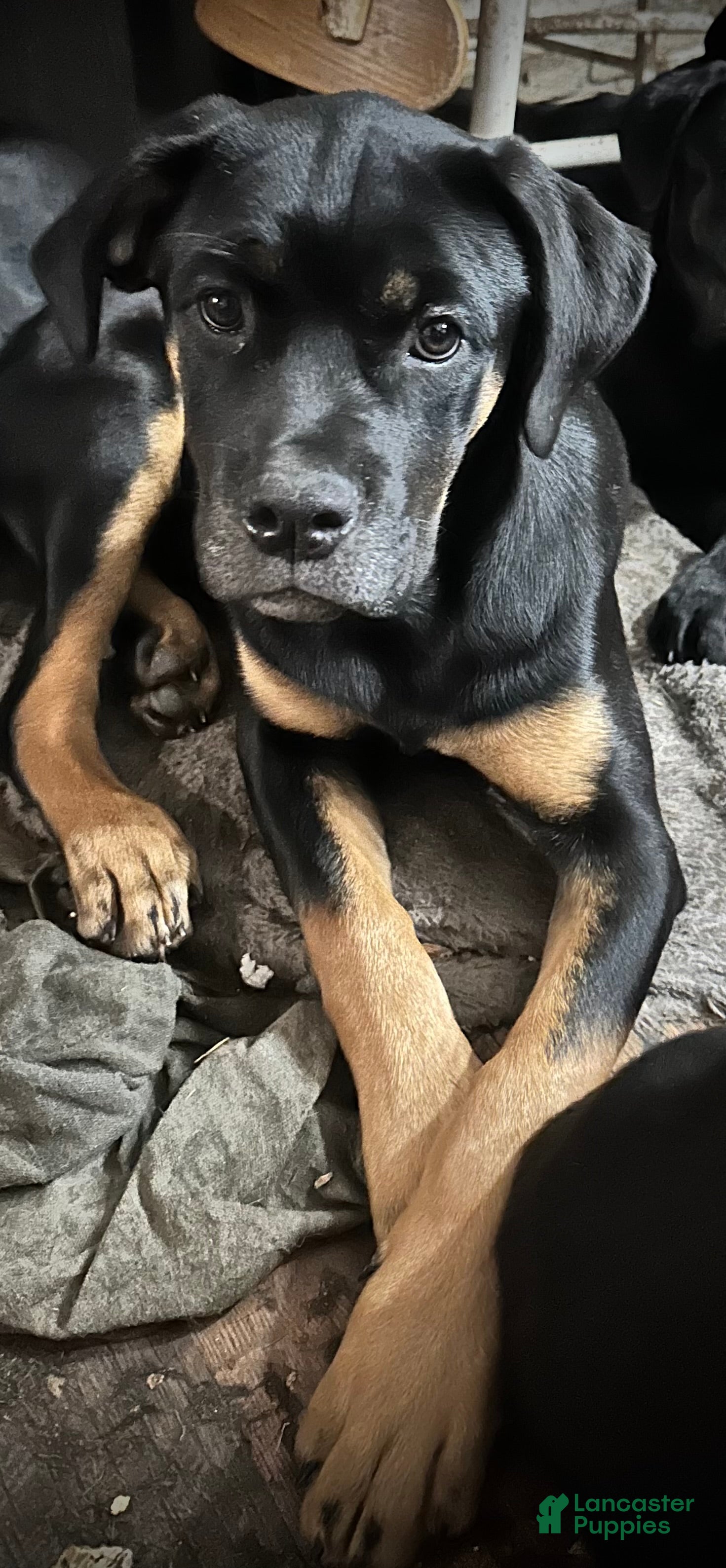 Mixed Breed dogs Cane Corso-Rottweiler - Ad 11