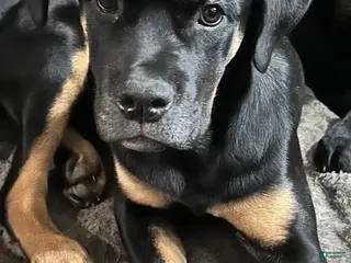 Mixed Breed dogs Cane Corso-Rottweiler - Ad 11