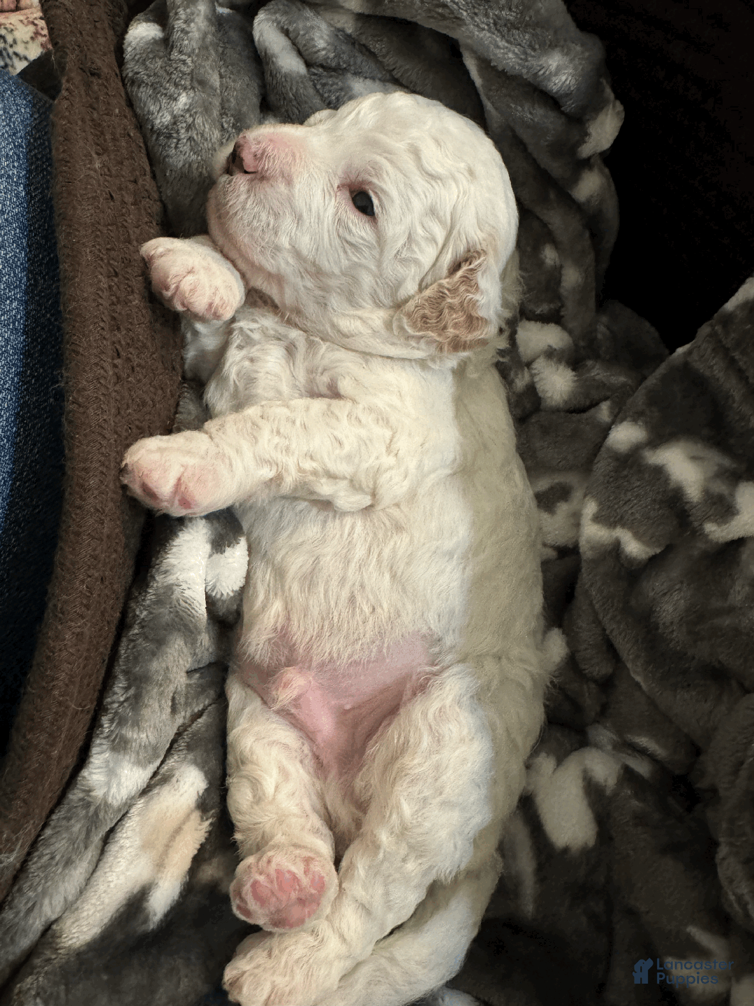 Mini Bernedoodle dogs for sale: Mini Bernedoodle Cosmo - Ad 2