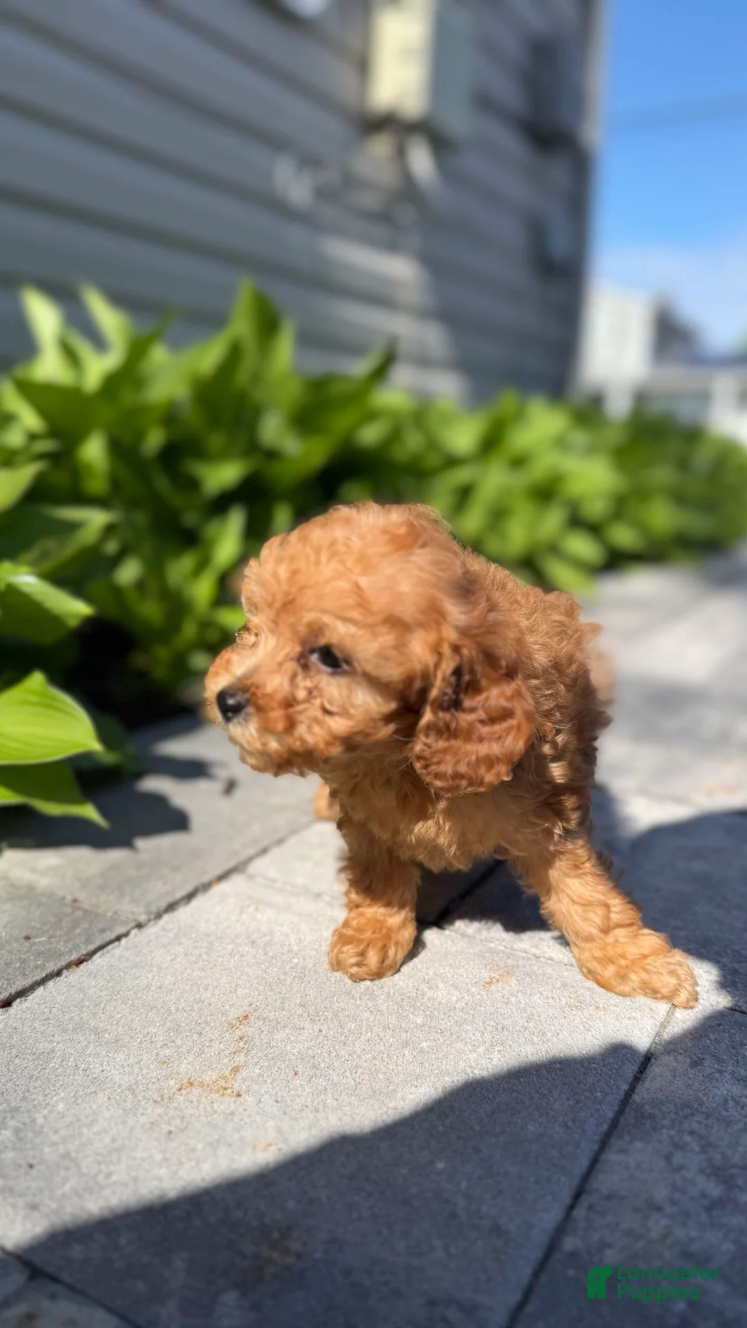 Mini Goldendoodle dogs for sale: Mini Goldendoodle Puppy 4 - Ad 2