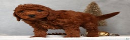 Miniature Poodle dogs for sale: Stanley - Ad 10