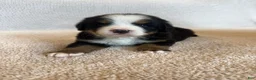 Bernese Mountain Dog dogs for sale: Sunny - Ad 1