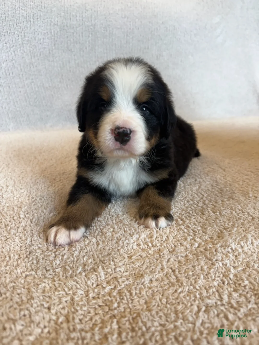 Bernese Mountain Dog dogs for sale: Sunny - Ad 1