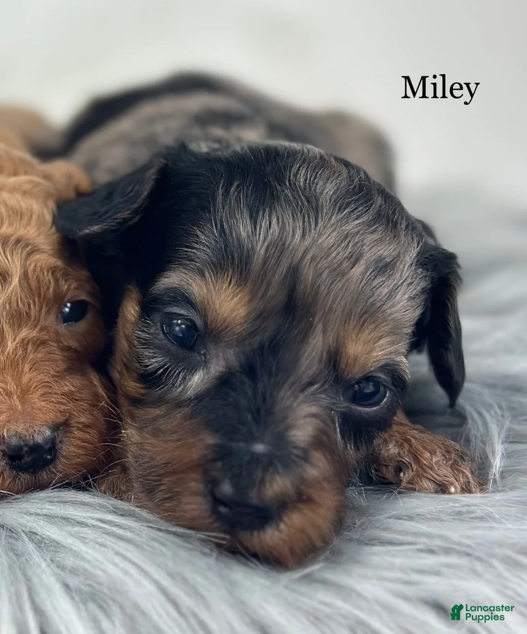 Goldendoodle dogs for sale: Miley - Ad 1