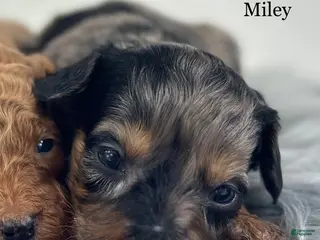 Goldendoodle dogs Miley - Ad 42