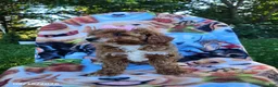 Miniature Poodle dogs for sale: Daisy - Ad 3