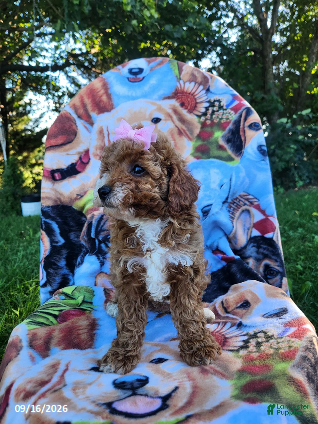 Miniature Poodle dogs for sale: Daisy - Ad 3