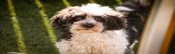 Havanese dogs for sale: Goldie Havanese  - Ad 7
