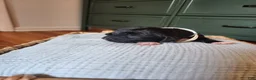 Mixed Breed dogs for sale: Rover - Ad 2