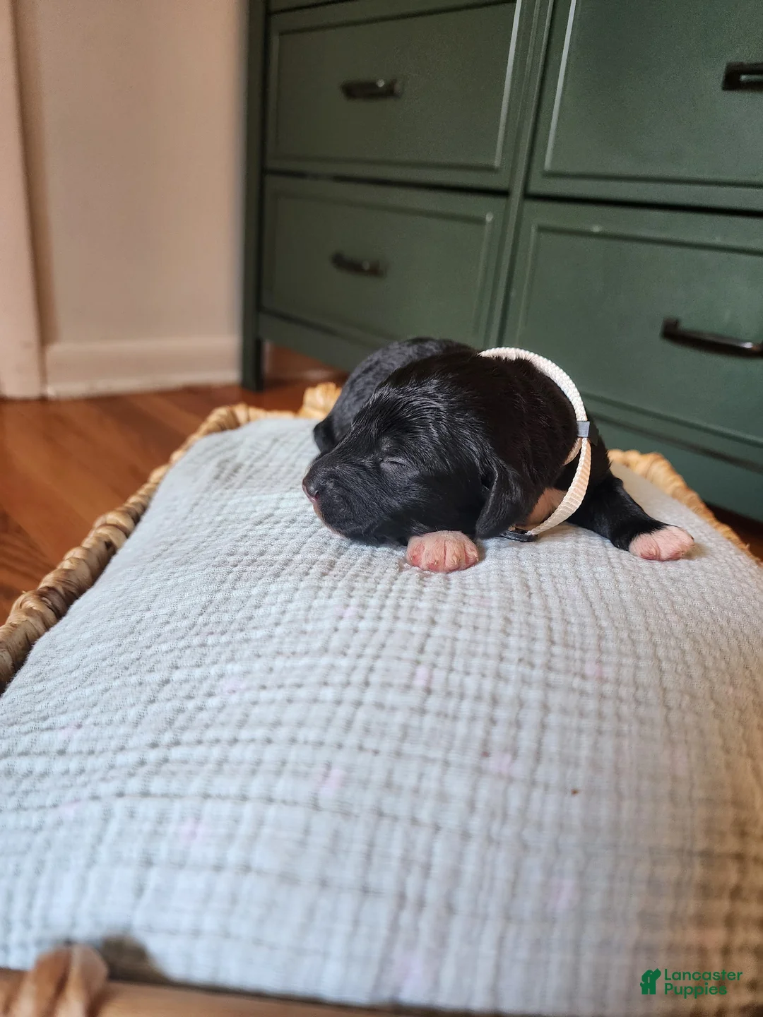 Mixed Breed dogs for sale: Rover - Ad 2