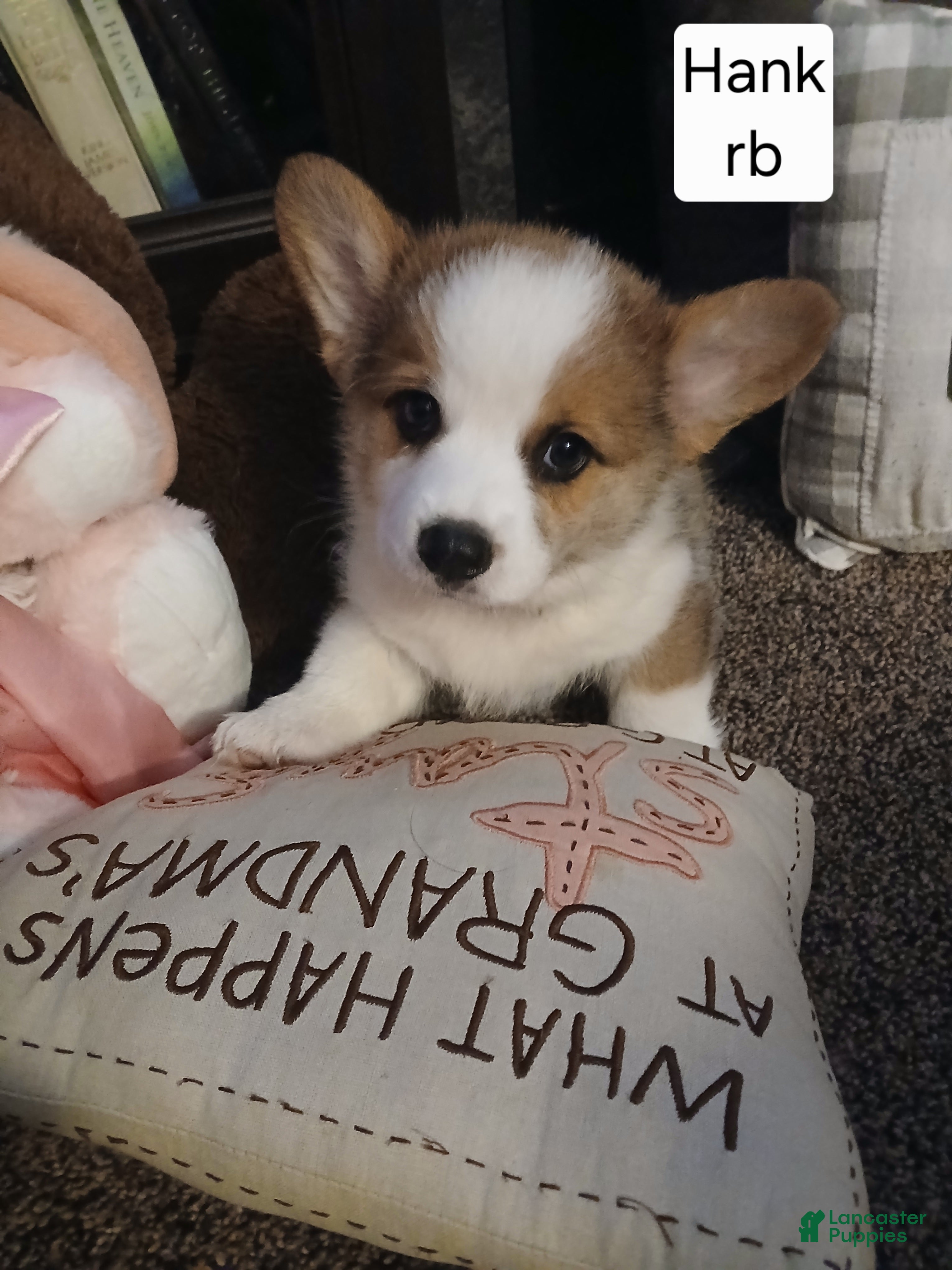 Welsh Corgi Pembroke dogs HANK - Ad 1