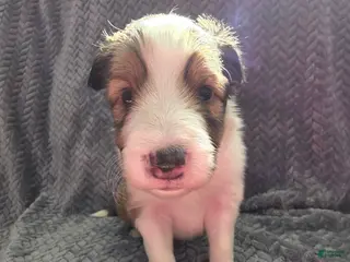 Shetland Sheepdog dogs Falco - Ad 24