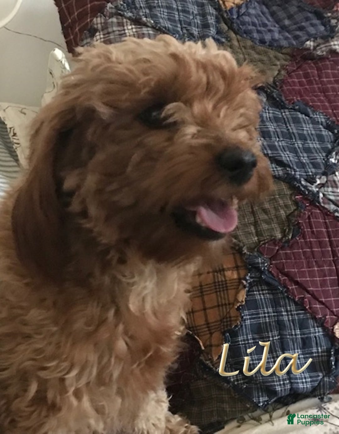 Mixed Breed dogs for sale: Lila - Ad 4