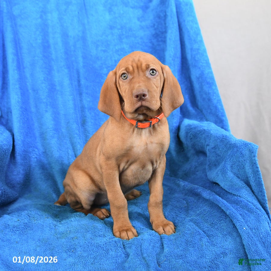 Vizsla dogs Sugar - Ad 4