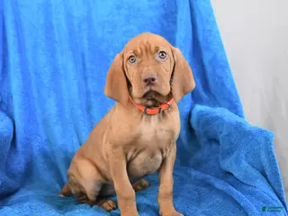 Vizsla dogs Sugar - Ad 10