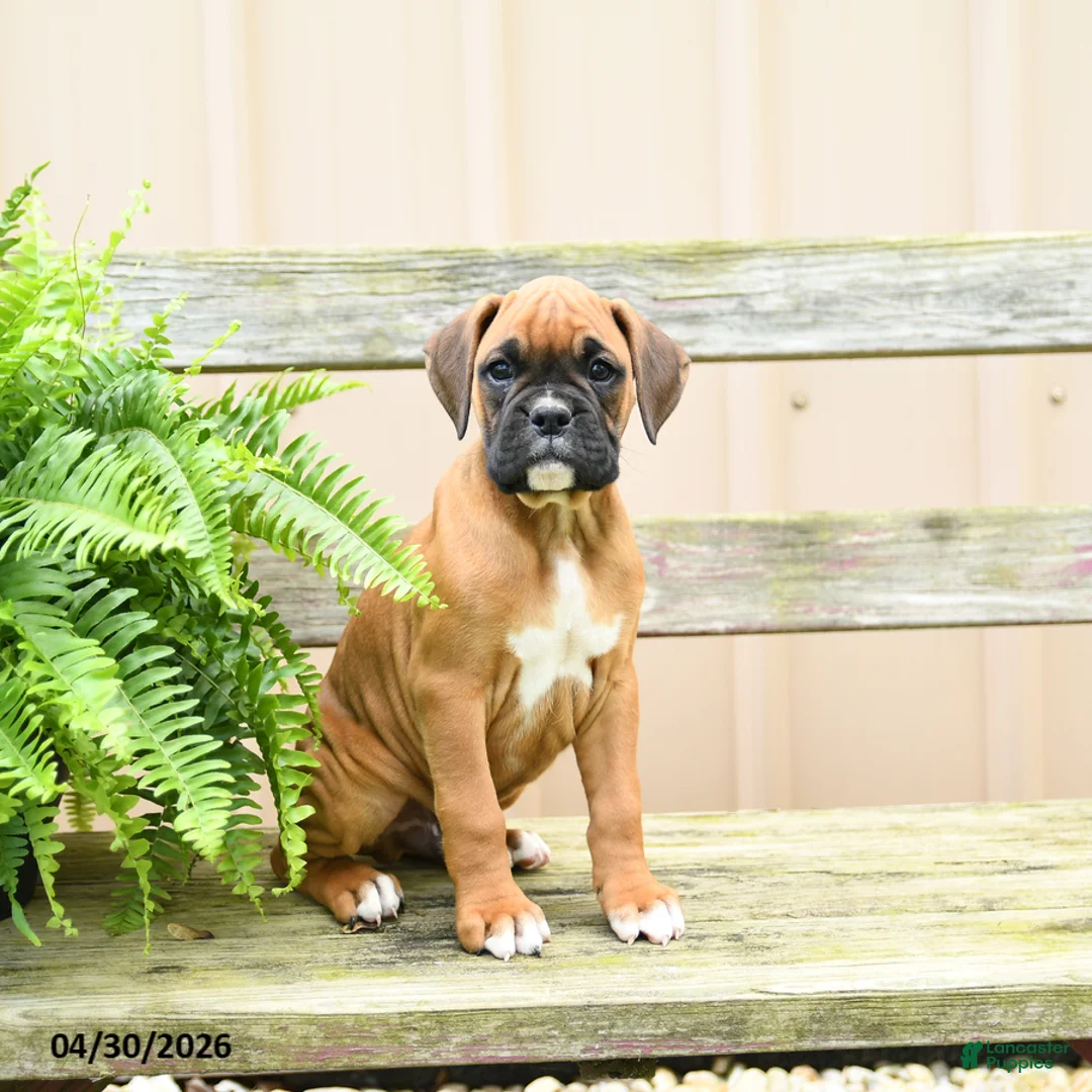 Boxer dogs for sale: Twix - Ad 2