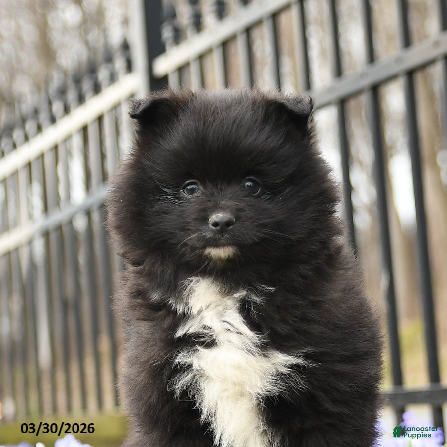 Pomeranian dogs Bubbles - Ad 2